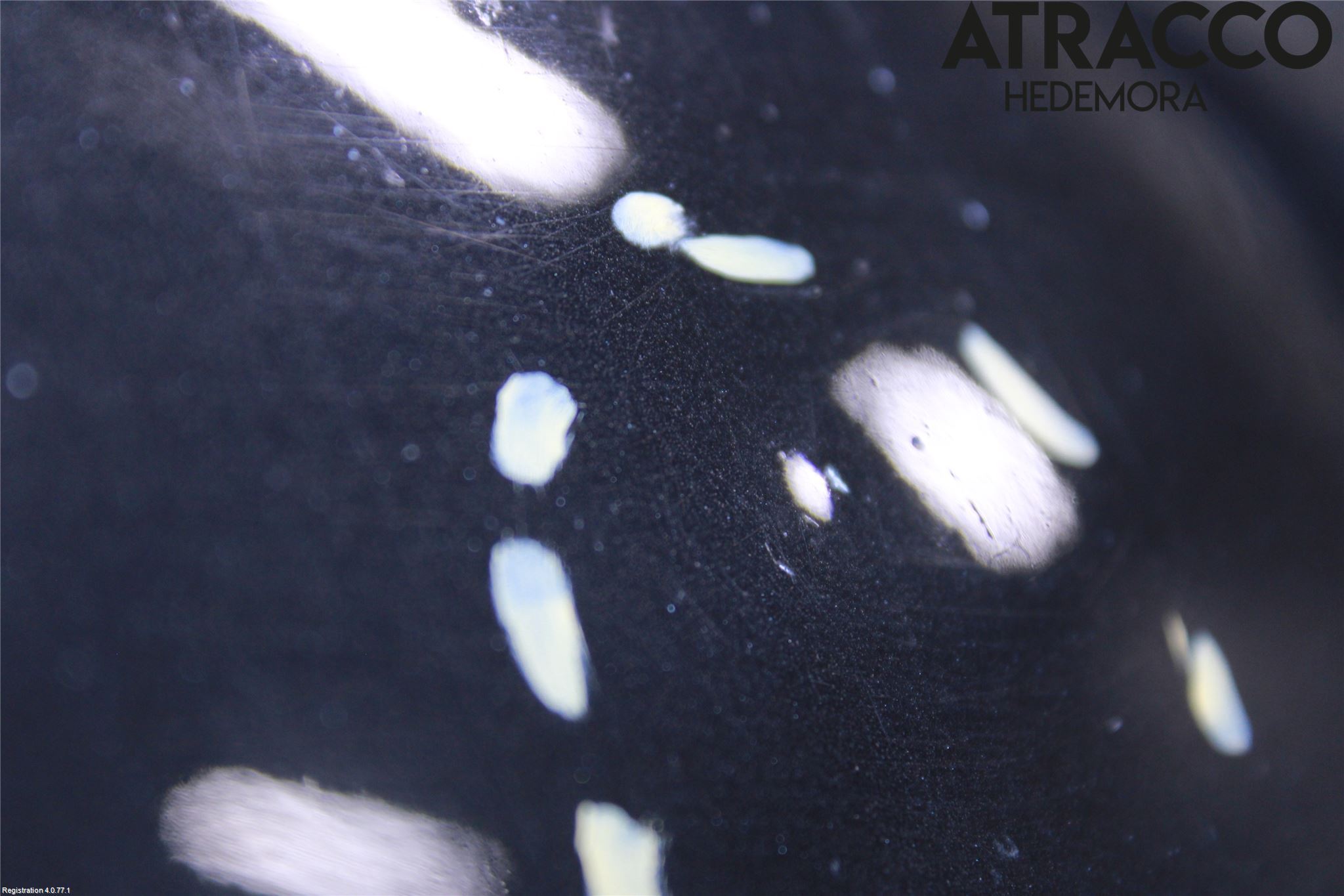 Nissan PRIMASTAR Huv Fram